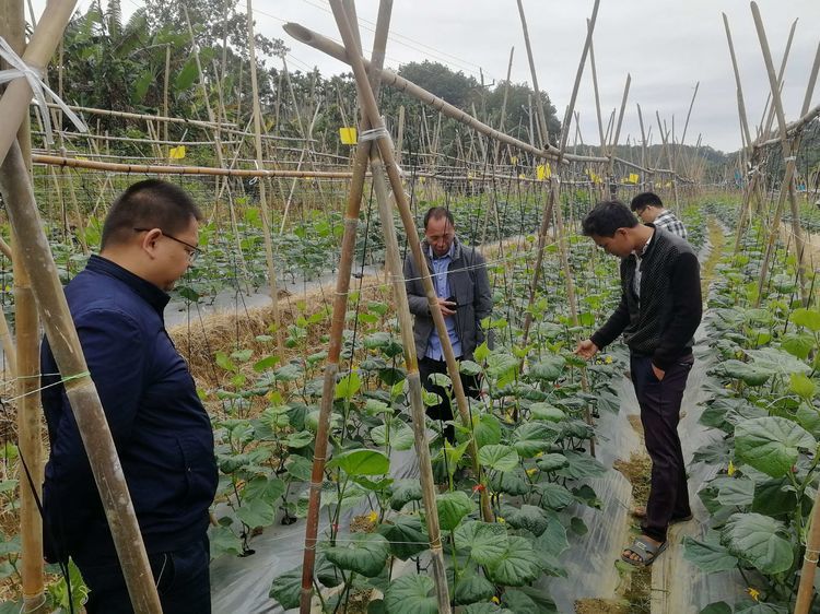 青瓜苗莫名干裂壞死急壞農(nóng)戶 三亞農(nóng)技專家實(shí)地“把脈開方” 農(nóng)業(yè)技術(shù)研究