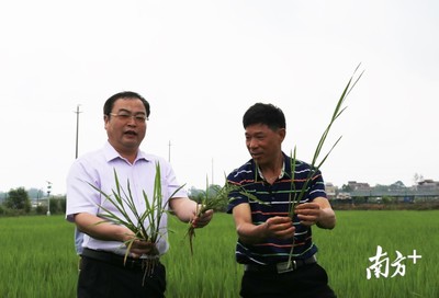 省早稻技術(shù)專家組在惠州首次亮相,&ldquo;線上農(nóng)技&rdquo;服務(wù)上萬(wàn)種植戶